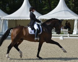 dressage horse Feodor Nymphenburg OLD (Oldenburg, 2008, from Farewell III)