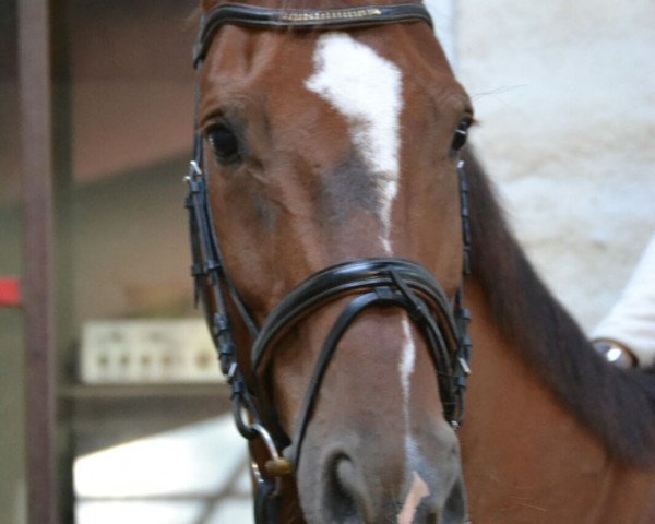 Springpferd Don Carlos 182 (Hannoveraner, 2006, von Dauphin)