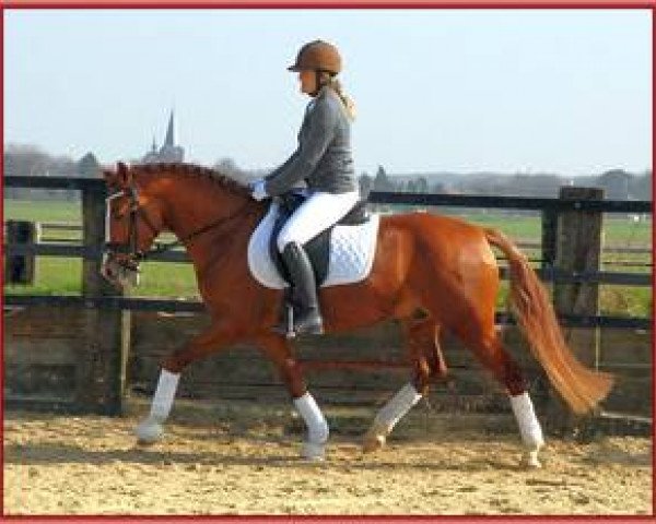 dressage horse Dembody || (German Riding Pony, 2011, from Dimension 11)