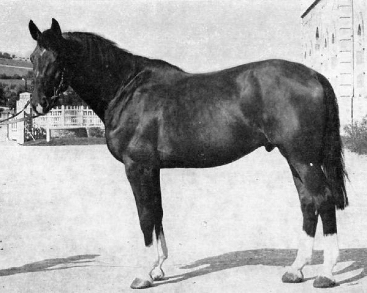 stallion Baby Guillaume (Selle Français, 1967, from Ibrahim)