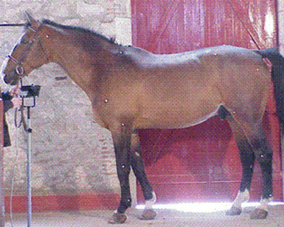Deckhengst Stew Boy (Selle Français, 1984, von Jalisco B)