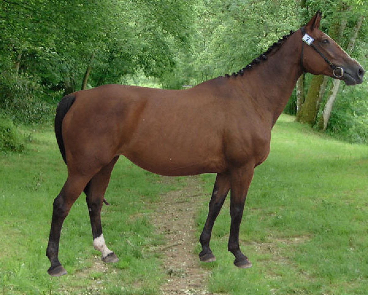 Zuchtstute Kialys de Presle (Selle Français, 1998, von Papillon Rouge)