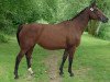 broodmare Kialys de Presle (Selle Français, 1998, from Papillon Rouge)