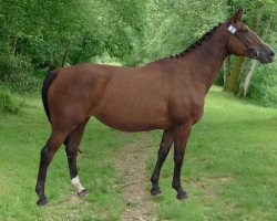 broodmare Kialys de Presle (Selle Français, 1998, from Papillon Rouge)