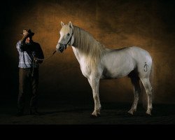 stallion Gitan du Mas II (Camargue horse, 1993, from Tanpis du Mas)