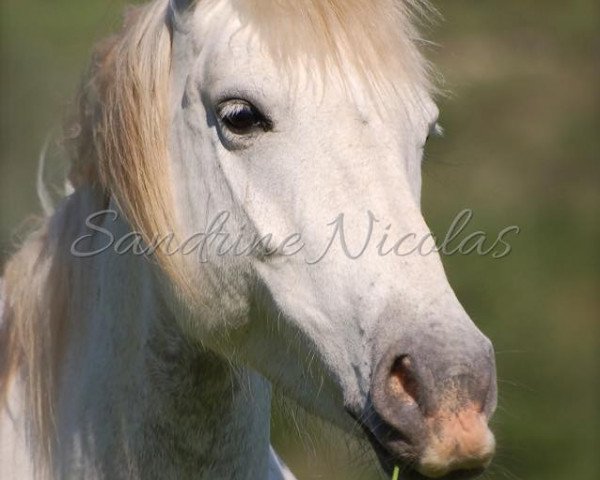 broodmare Aulive de l'Audience (Camargue horse, 2010, from Gitan du Mas II)