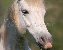 broodmare Aulive de l'Audience (Camargue horse, 2010, from Gitan du Mas II)