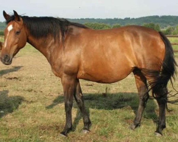 broodmare Nice (KWPN (Royal Dutch Sporthorse), 1995, from Papillon Rouge)