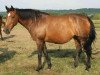 broodmare Nice (KWPN (Royal Dutch Sporthorse), 1995, from Papillon Rouge)