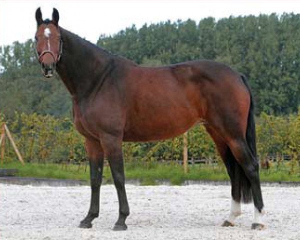 Zuchtstute Sophia d'Auvray (Koninklijk Warmbloed Paardenstamboek Nederland (KWPN), 1999, von Toulon)