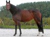 broodmare Sophia d'Auvray (KWPN (Royal Dutch Sporthorse), 1999, from Toulon)