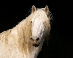 stallion Hoggar de Gageron (Camargue horse, 1995, from Kaulin)