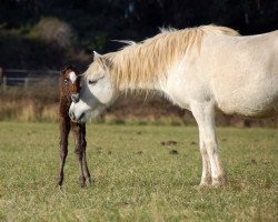 broodmare Ode de Gageron (Camargue horse, 2002, from Hoggar de Gageron)