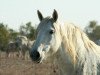 broodmare Gamine des Prevots (Camargue horse, 1994, from Quenotte Vaccares)