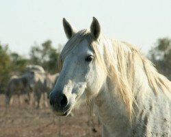 broodmare Gamine des Prevots (Camargue horse, 1994, from Quenotte Vaccares)