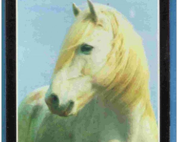 Deckhengst Lou Tau (Camargue-Pferd, 1974)