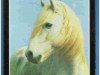 stallion Lou Tau (Camargue horse, 1974)