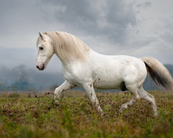 stallion Coquin du Mas (Camargue horse, 1990, from Lou Tau)