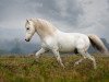 Deckhengst Coquin du Mas (Camargue-Pferd, 1990, von Lou Tau)