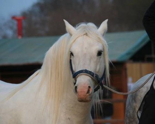 Deckhengst Lurabo des Prevots (Camargue-Pferd, 1999, von Coquin du Mas)