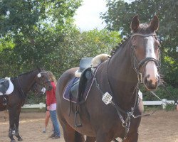 Springpferd Quantum´s la Belle (Holsteiner, 2008, von Quantum)