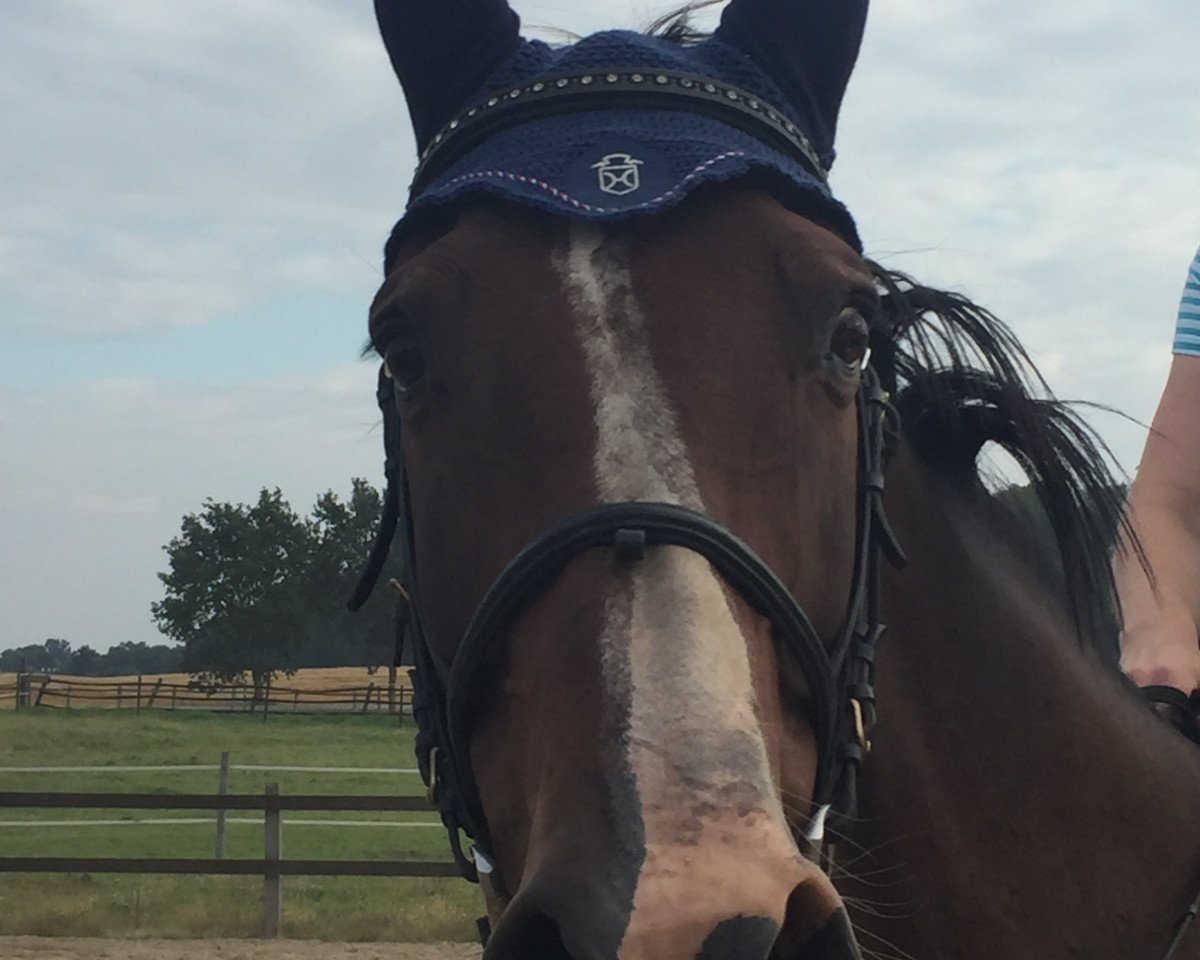 broodmare Wanda VII (Holsteiner, 2006, from Quintero)