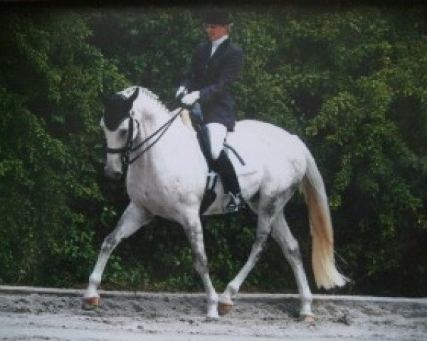dressage horse Excellent 22 (Holsteiner, 1997, from Exorbitant xx)