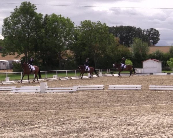 Reitturnier Menden 2019