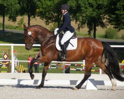 dressage horse Christobal 25 (Bavarian, 2010, from Christ)