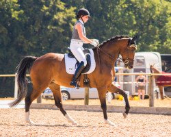 dressage horse Rivette 3 (Bavarian, 2010, from Rivero II)