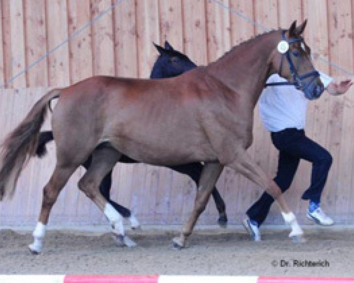 broodmare Distelrose (Trakehner, 2000, from Gribaldi)