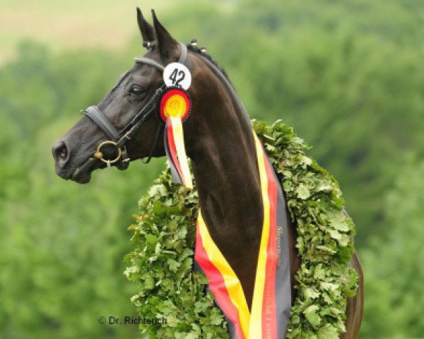 Zuchtstute Mon etoile du soir (Trakehner, 1998, von Gribaldi)