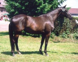 broodmare Brithney (Trakehner, 2003, from K2 T)