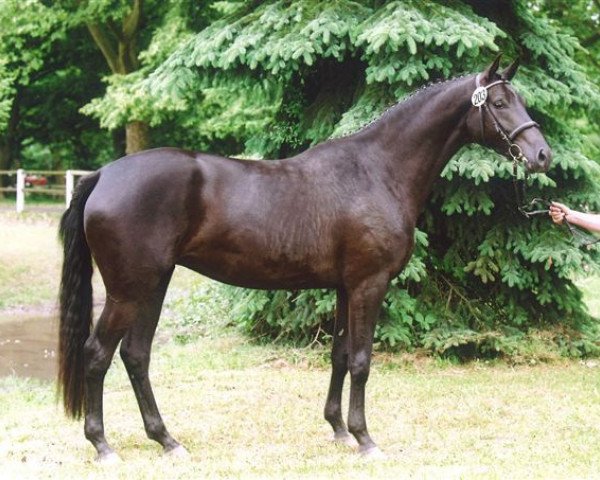 jumper Farah Carolina (Trakehner, 2003, from K2 T)