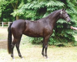 Springpferd Farah Carolina (Trakehner, 2003, von K2 T)