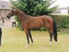 broodmare Godelia (Trakehner, 2003, from Donaufischer)