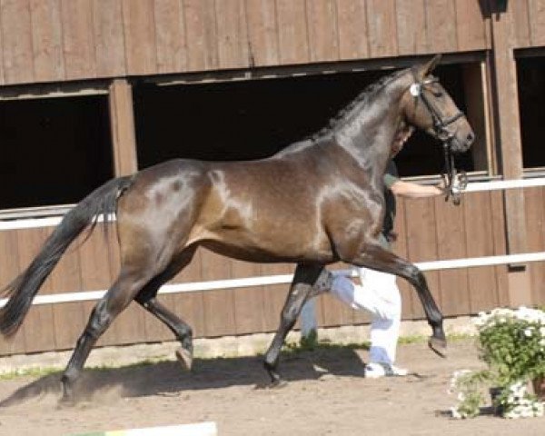 broodmare Lady Diana 14 (Zweibrücken, 2007, from Kingsley Lucky Dance)