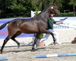 broodmare Gräfin Epona (Zweibrücken, 2006, from Grafenstolz)