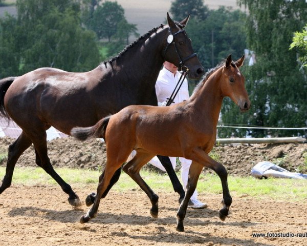 broodmare Caluna 16 (Zweibrücken, 2005, from Corleone)