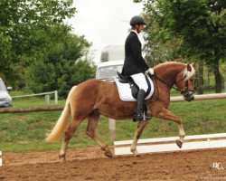 horse Arnika (Haflinger, 2007, from Arino (3,125% ox))