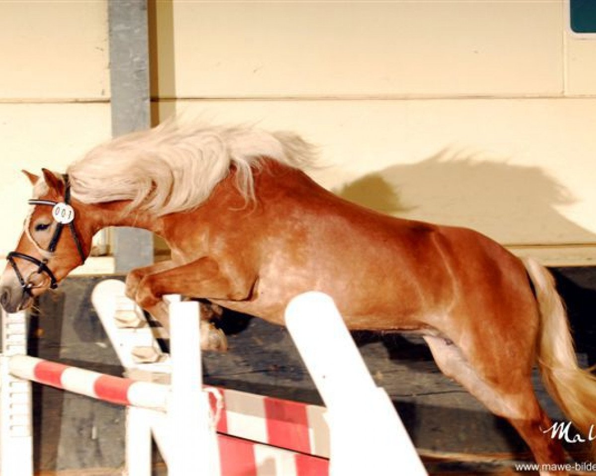 horse Arlett vom CJD Gestüt (Haflinger, 2006, from Arino (3,125% ox))