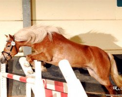 horse Arlett vom CJD Gestüt (Haflinger, 2006, from Arino (3,125% ox))