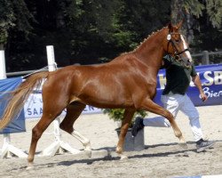 broodmare First Choice 16 (Zweibrücken, 2006, from Florentianer)