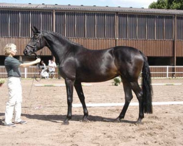 broodmare Arriba 22 (Zweibrücken, 2006, from Acordelli)