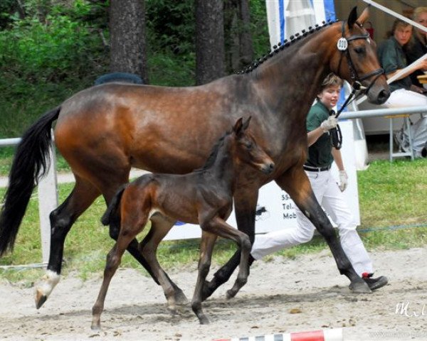 Zuchtstute Penqura (Zweibrücker, 2008, von Quaterback)