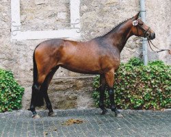 broodmare Solea Biasca M (Trakehner, 2007, from Biotop)