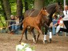 broodmare Palatina 6 (Trakehner, 2006, from Lions-Club)