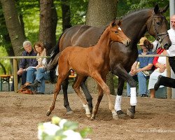 broodmare Palatina 6 (Trakehner, 2006, from Lions-Club)