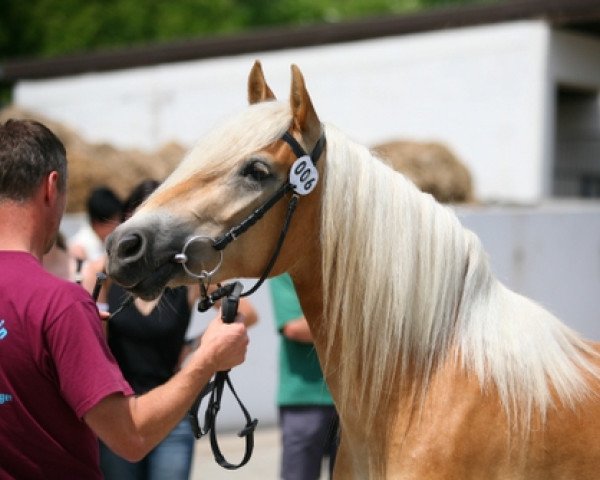 horse Arena v.CJD-Ges (Haflinger, 2006, from Arino)