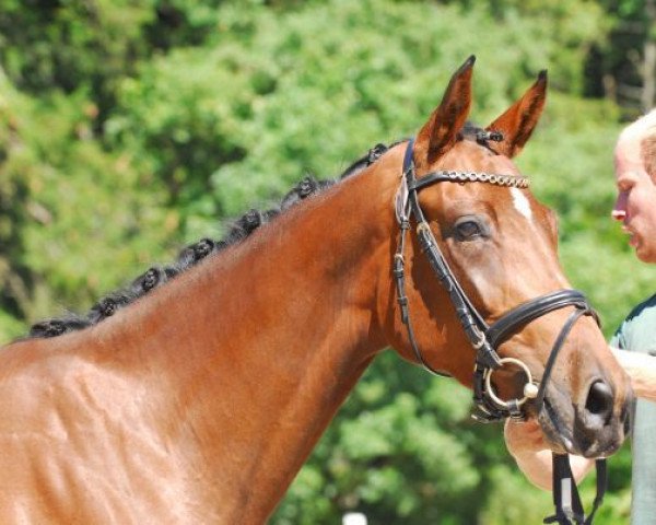 broodmare Wendy (Zweibrücken, 2007, from Wolkenstürmer)